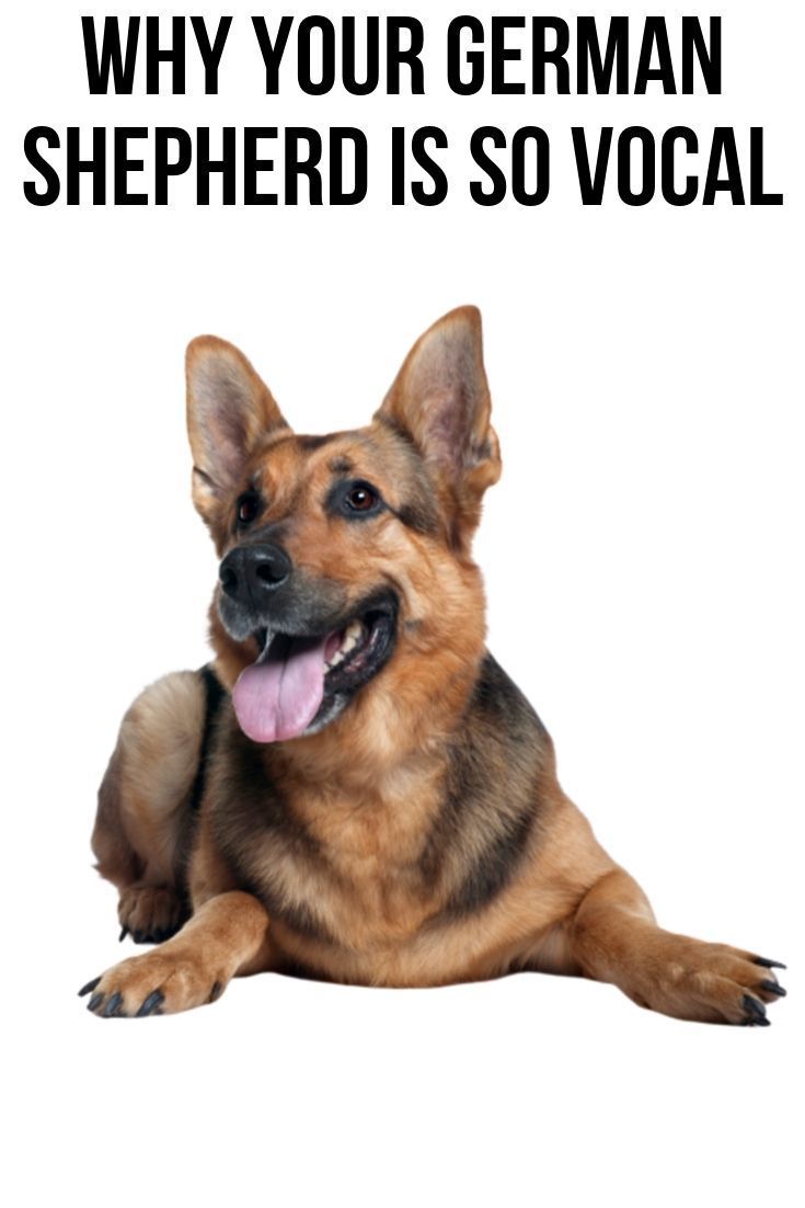 If your German Shepherd is very vocal, this post will show ...