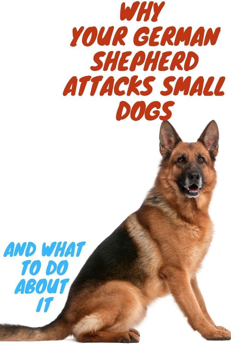 If your German Shepherd often attacks small dogs this post ...