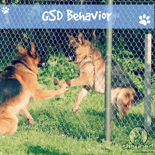 If your GSD is being aggressive and behaving badly, think clearly ...