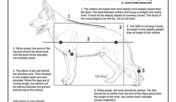 Illustrated Standard of the German Shepherd Dog ...