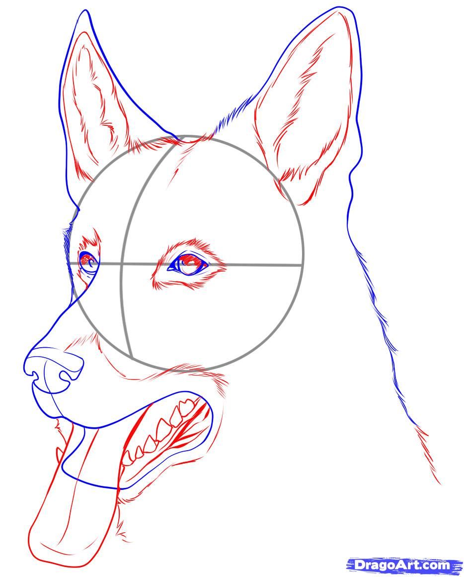 images for easy sketches of german shepherd dogs