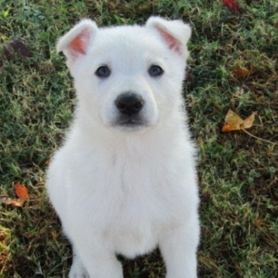 Indy, a White Male German Shepherd Dog Puppy 660269