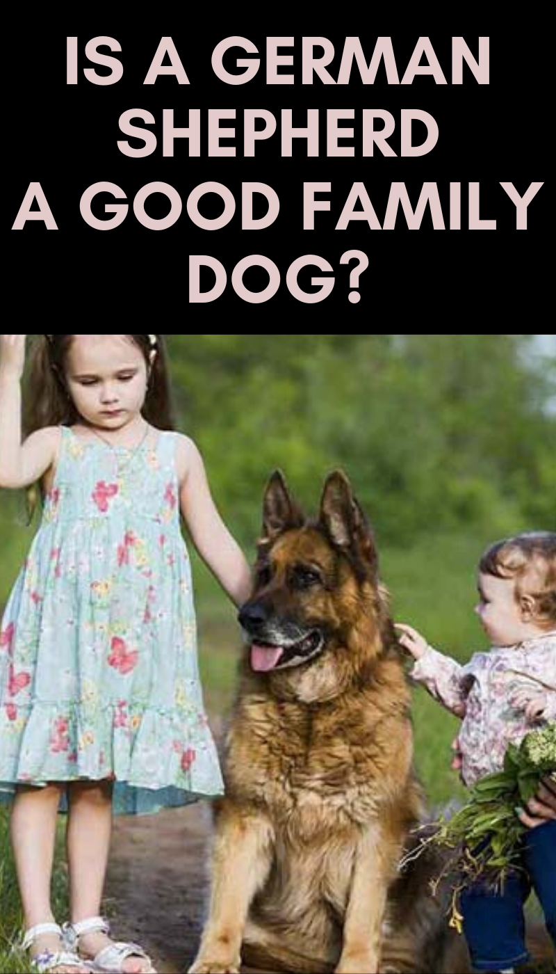 Is a German Shepherd a Good Family Dog? in 2020