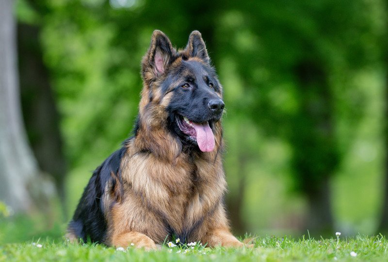 Is a German Shepherd a Good First Dog?