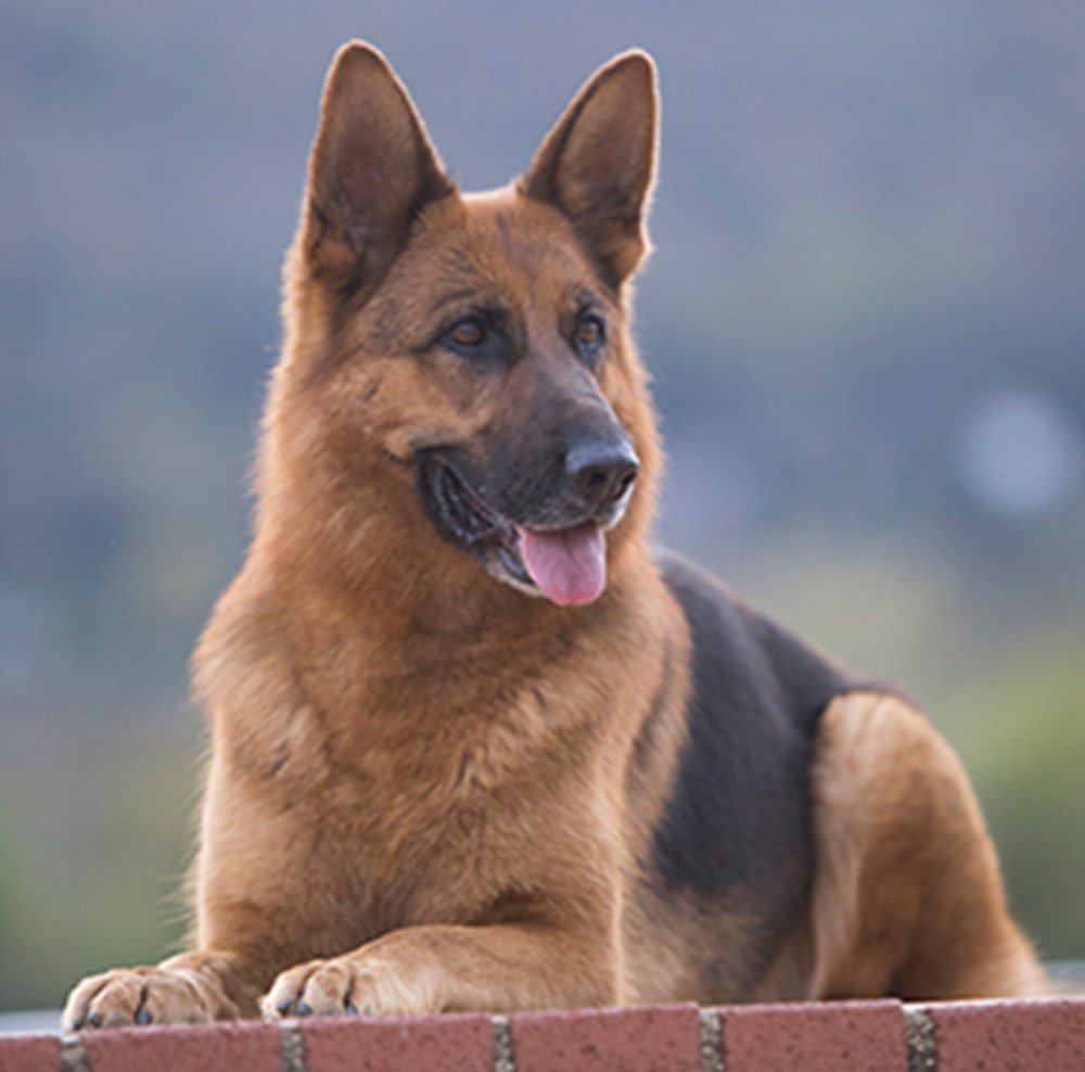Is A German Shepherd A Good House Dog?