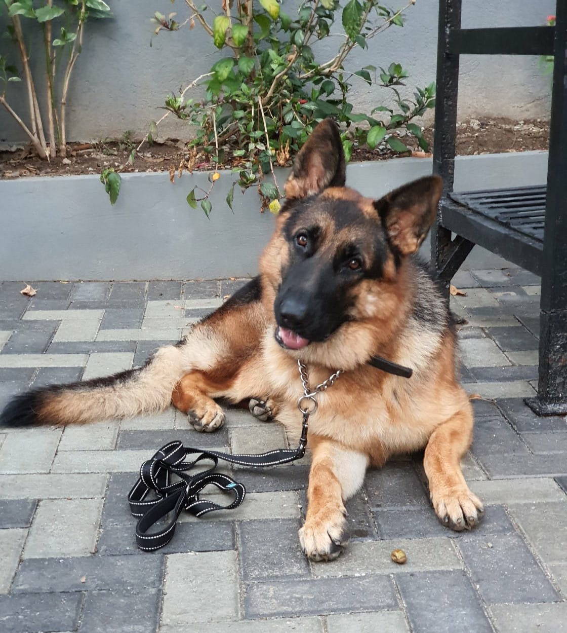 Is A German Shepherd Right For Me?