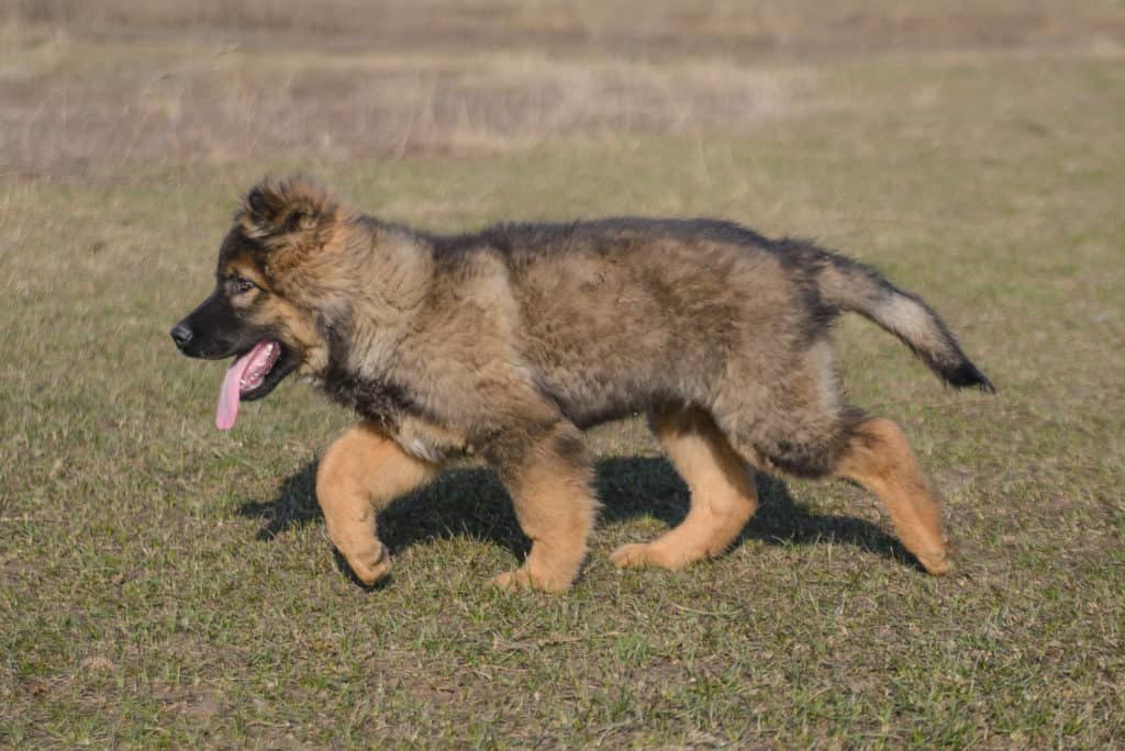 Is a German Shepherd the Right Dog for Me?  The German ...