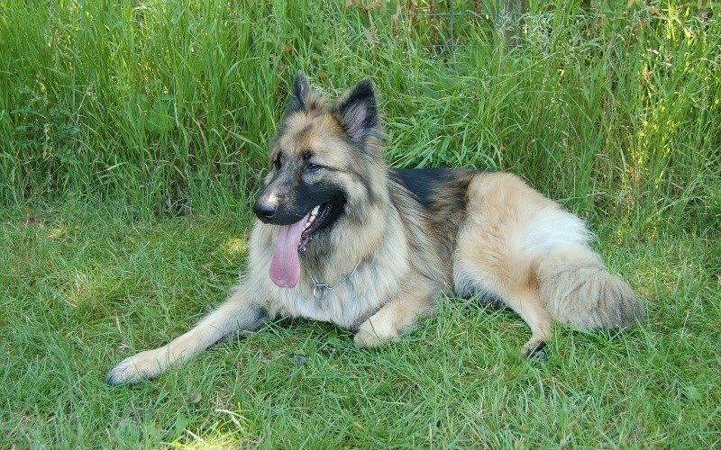 Is German Shepherd Good For First Time Owners