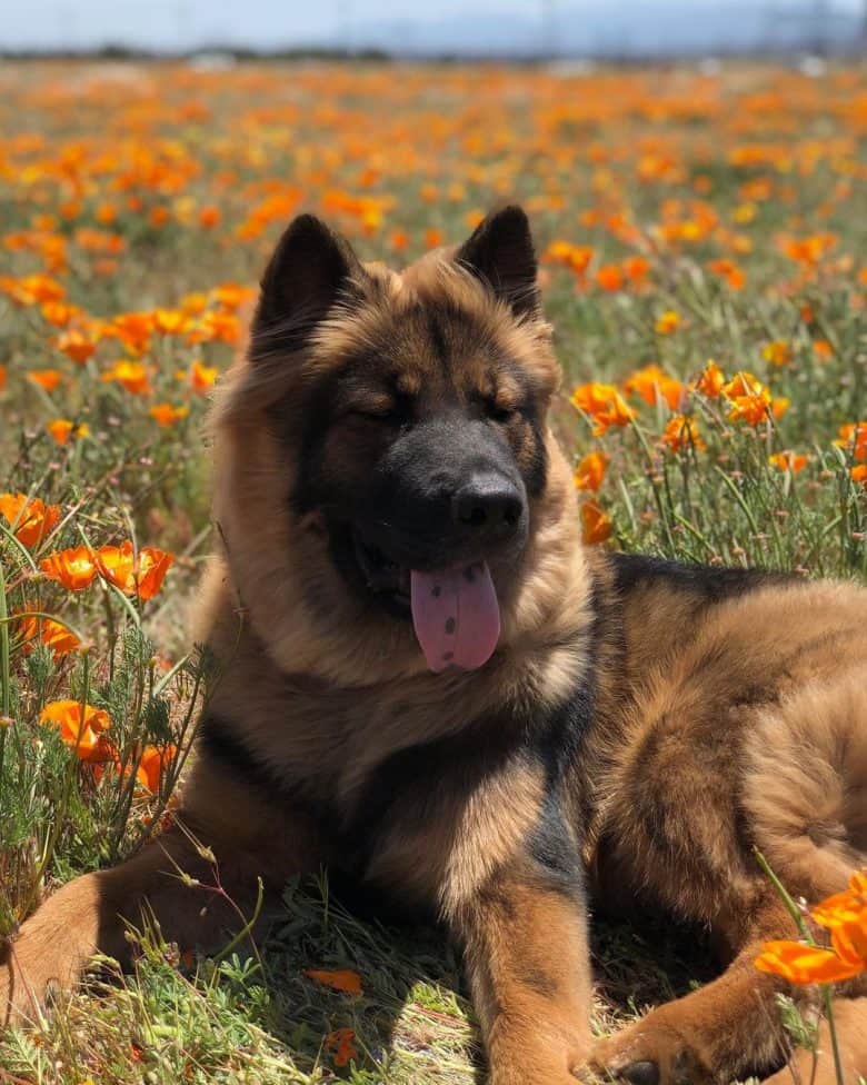 Is the German Shepherd Chow mix the best guard dog?