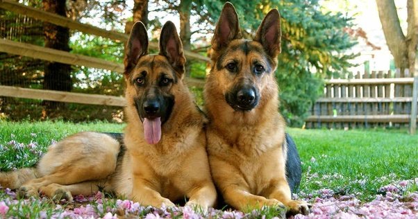 Is there any difference between a German Shepherd and an ...