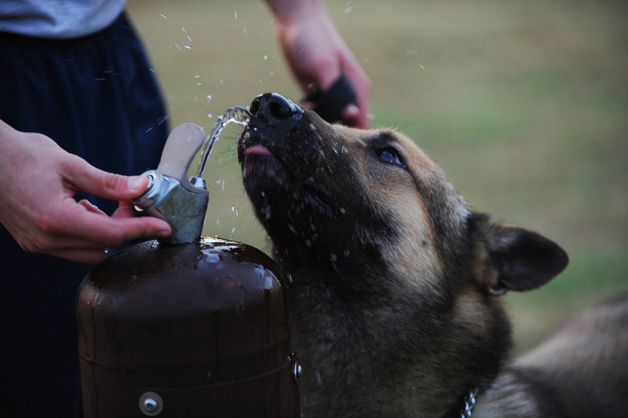 Is Your German Shepherd Drinking Enough Water?