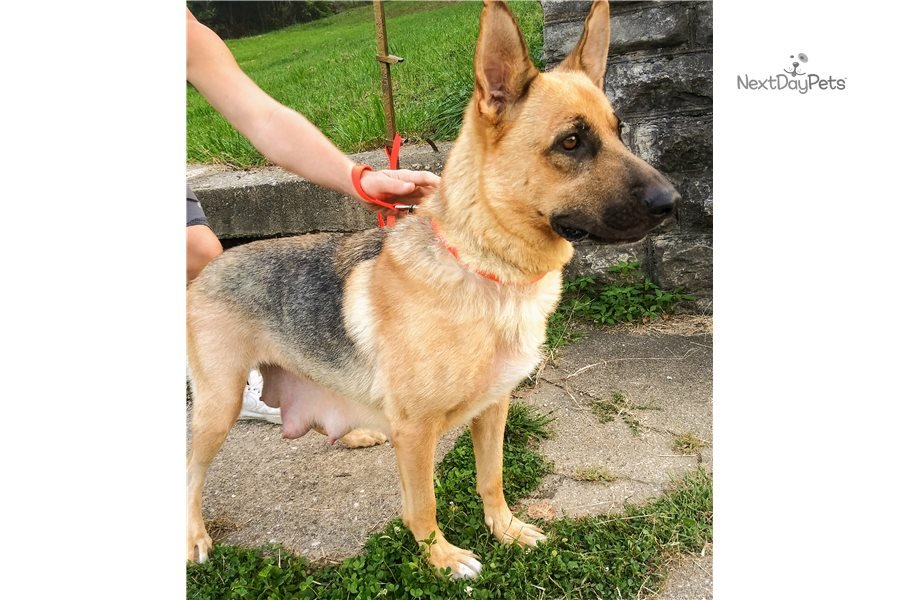 Ivanka: German Shepherd puppy for sale near Lexington, Kentucky ...