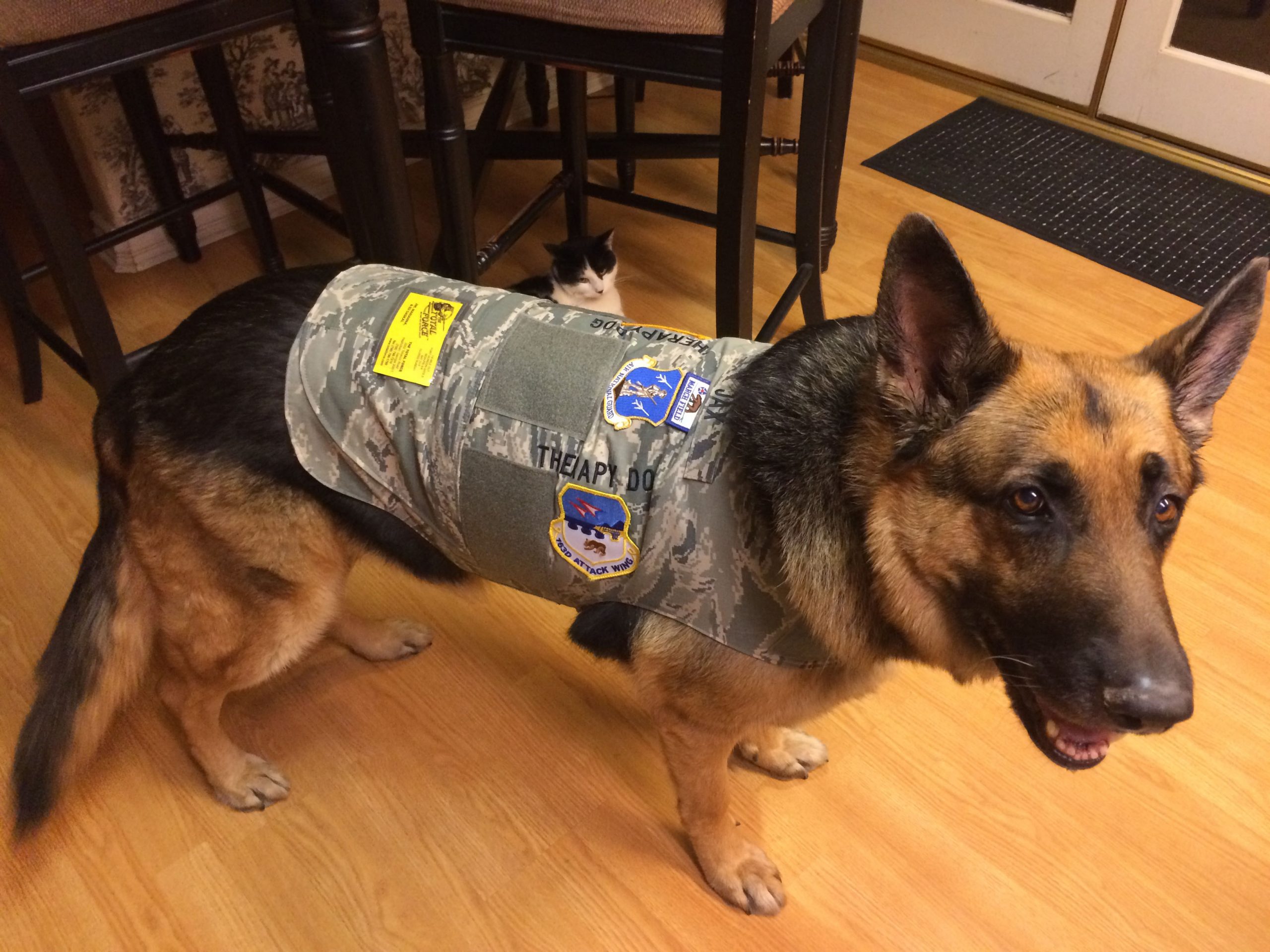 Jax the therapy dog touches Airmen