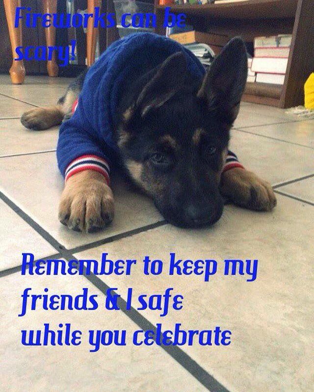 Keep Your Dog Safe On The 4th Of July