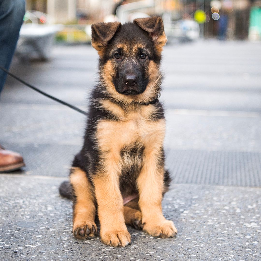 King German Shepherd Puppies For Sale Ny