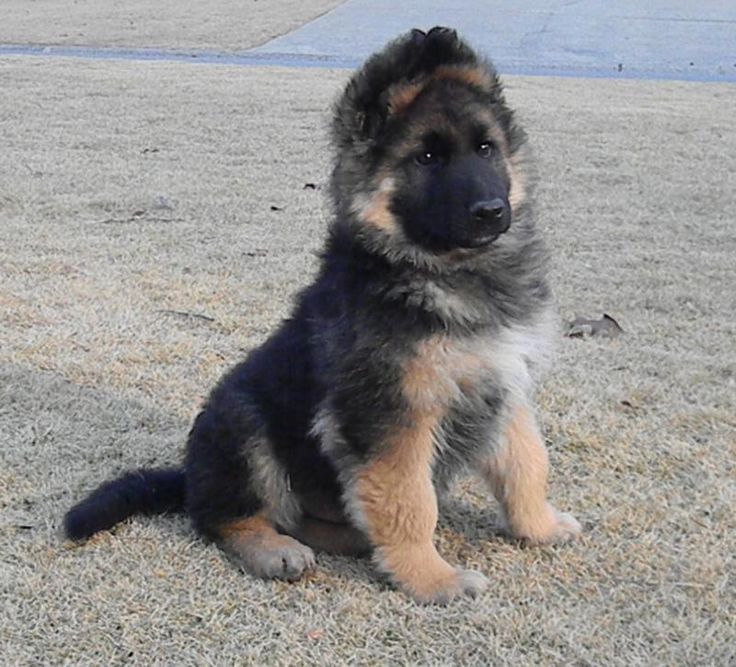 King Shepherd Puppy