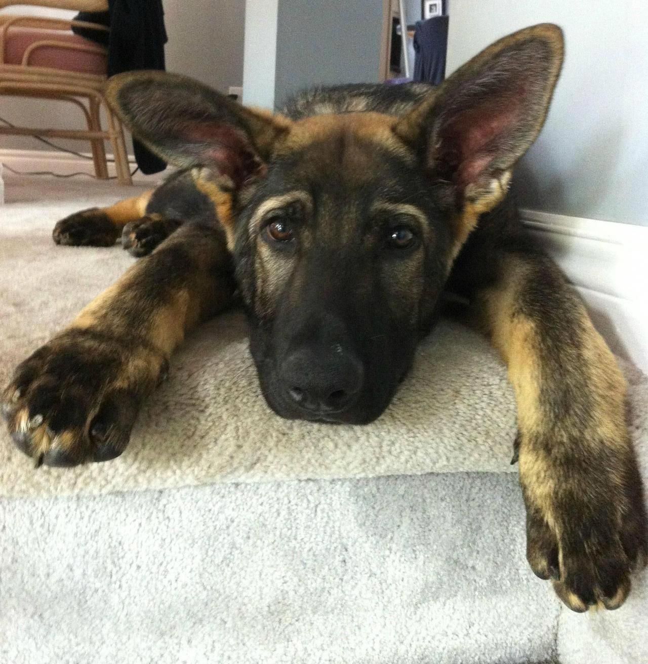 Learn additional relevant information on " german shepherd pups" . Take a ...