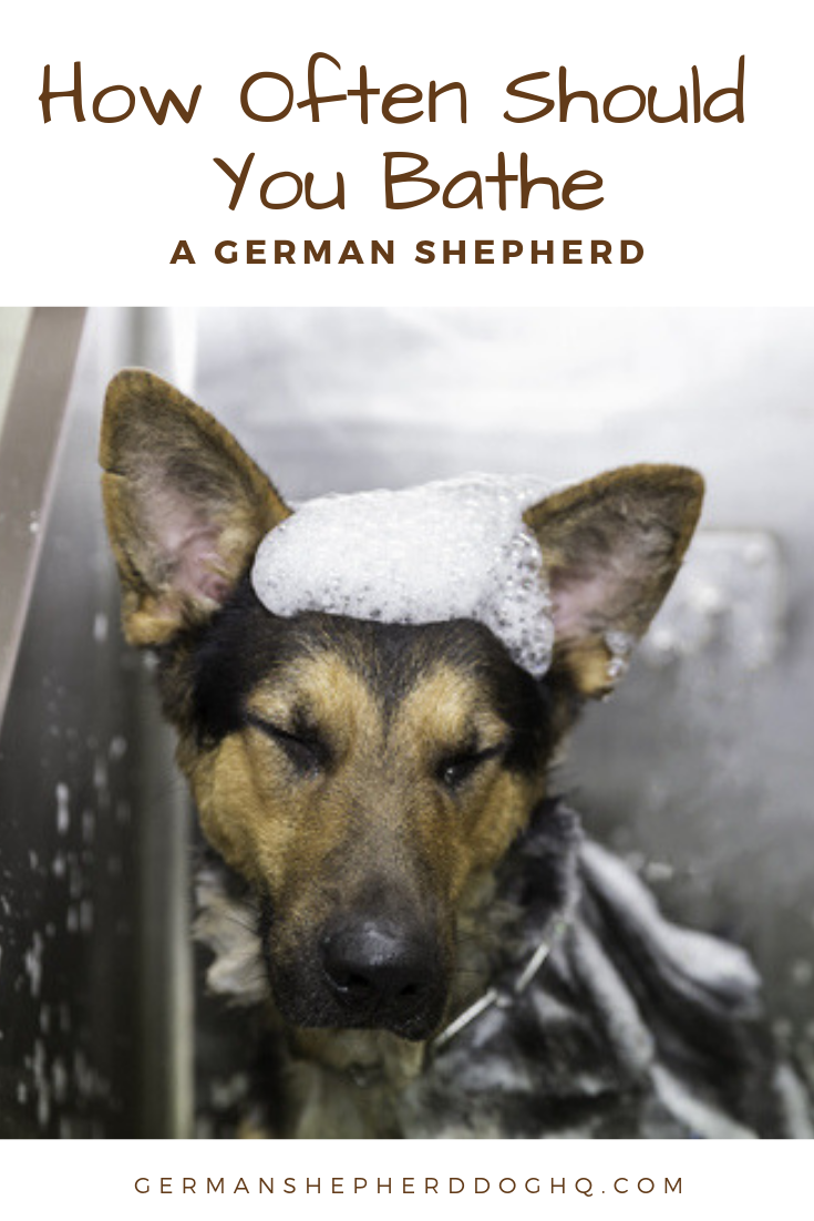 Learn how often you need to bathe your German Shepherd and ...