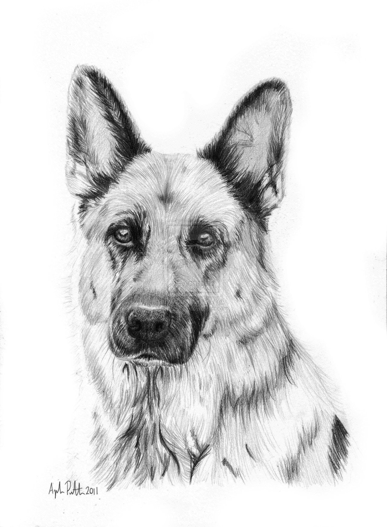 Learn to draw a german shepherd puppy dog step by step ...