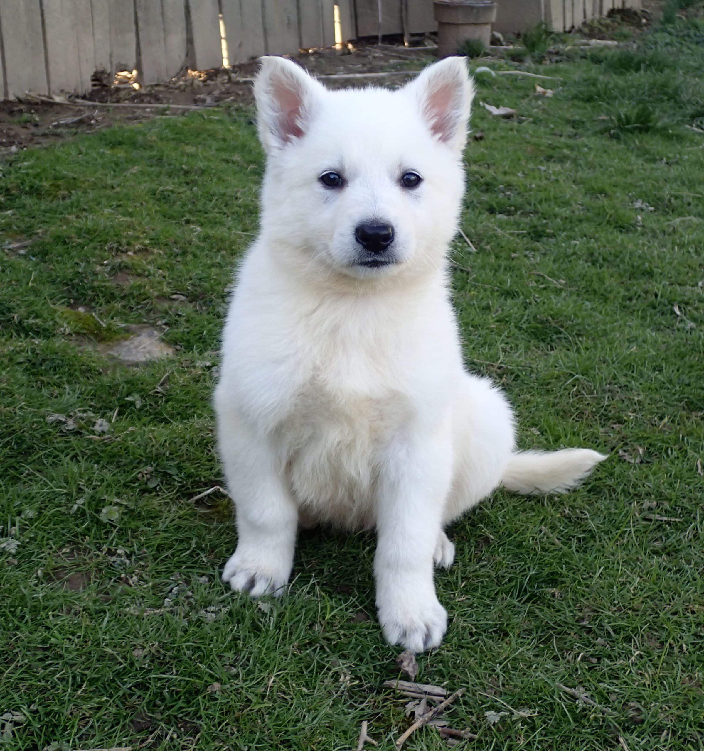 LoadImages Search: White German Shepherd Puppies For Sale Near
