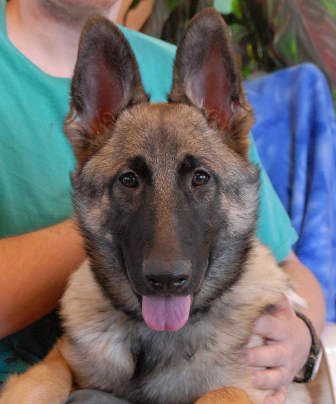 Lobo, a jubilant German Shepherd puppy for adoption.
