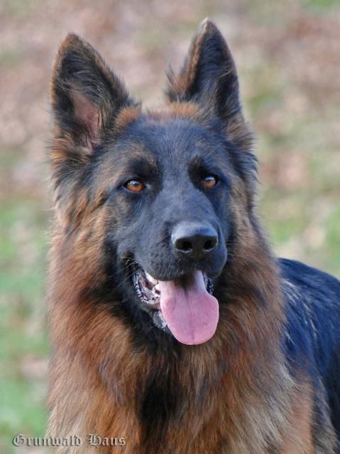 Long Coat German Shepherd Dog #germanshepherd