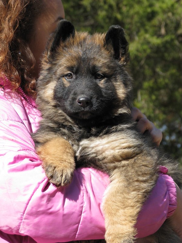 Long Coat German Shepherd Puppy for sale, Long Coat German ...