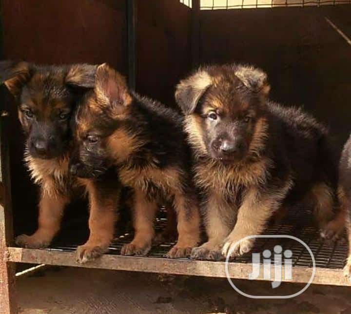 Long Coat Slant Back German Shepherd Puppies / Puppy for Sale GSD Dog ...