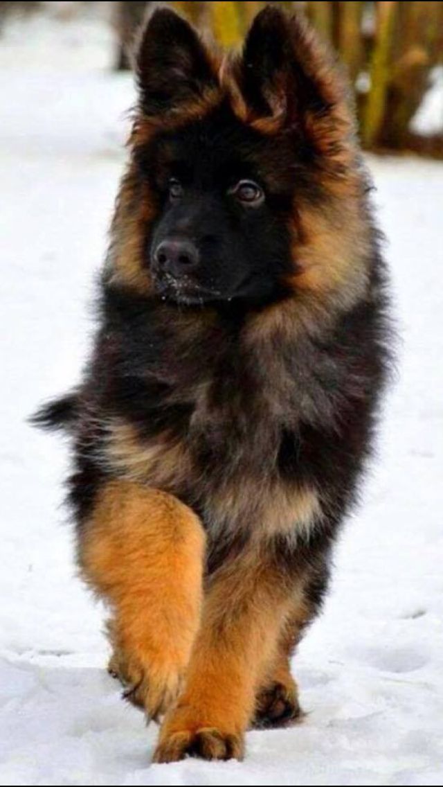 Long Haired Black German Shepherd Puppies ~ designbagssmall