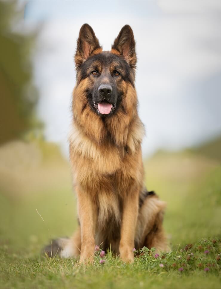 Long Haired German Shepherd vs Short Haired: 5 Must Know ...