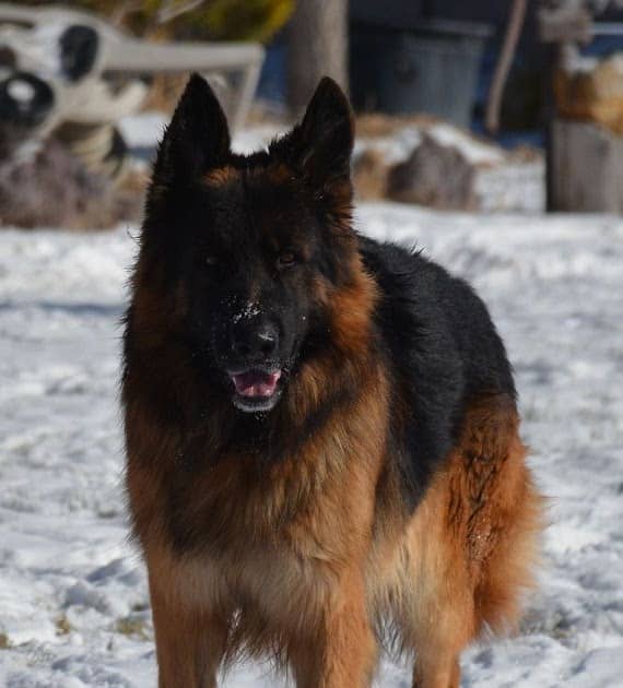 Long Haired German Shepherds For Adoption : Meet Friday. Long Haired ...