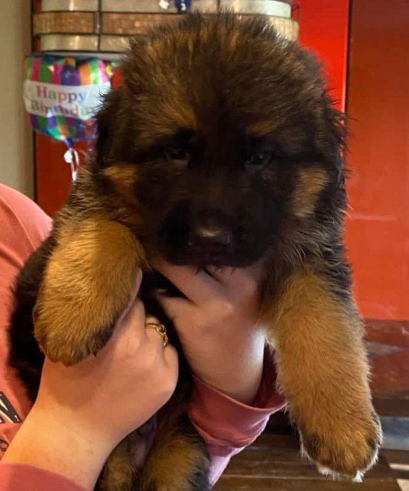 Long Haired German Shepherds for Sale Illinois
