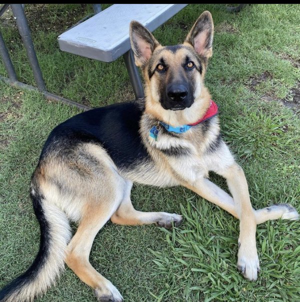 Lost German Shepherd Dog Rico in San Antonio, TX US (78220)