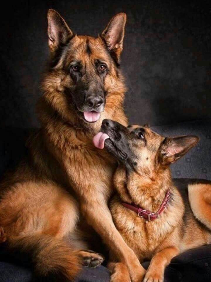 Loyal and beautiful dogs