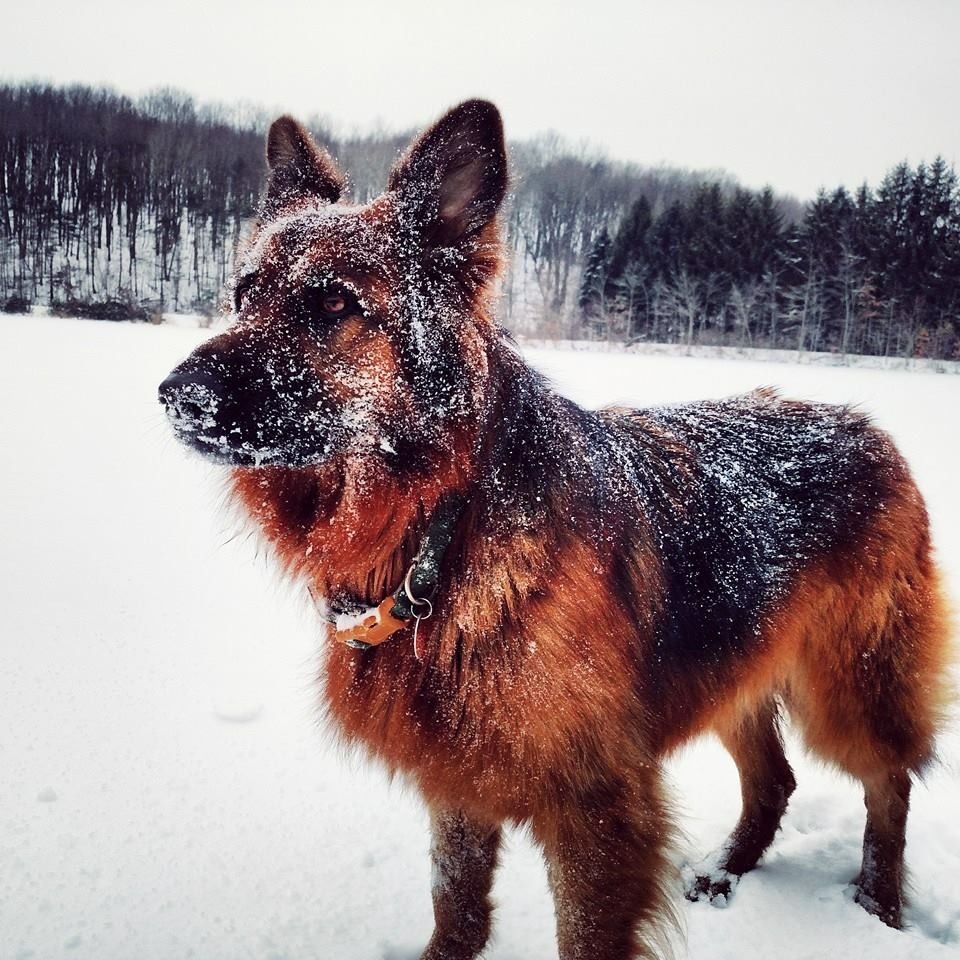 Majestic Snow Beast