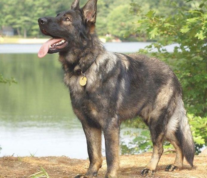Making a Difference for German Shepherd Dogs in Need
