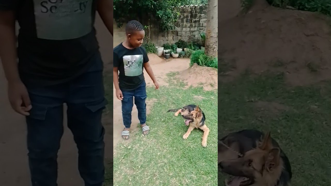 Making a german shepherd puppy attack strangers