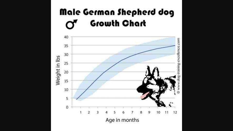 male German Shepherd growth chart