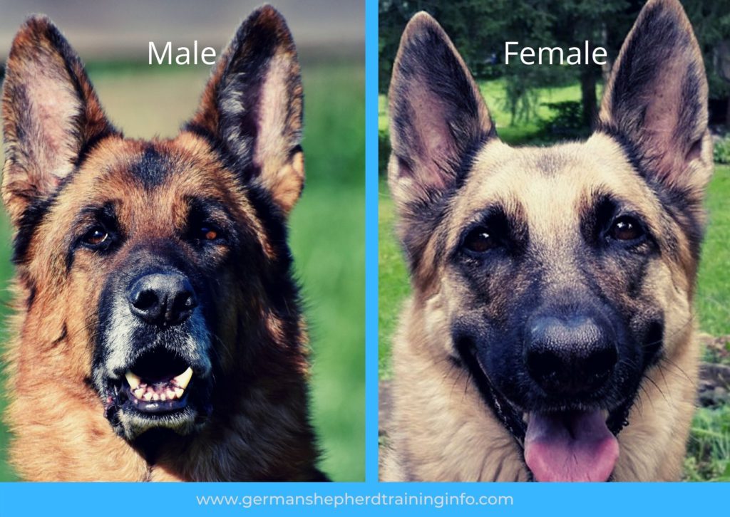 Male vs Female German Shepherd: Which one is for you ...