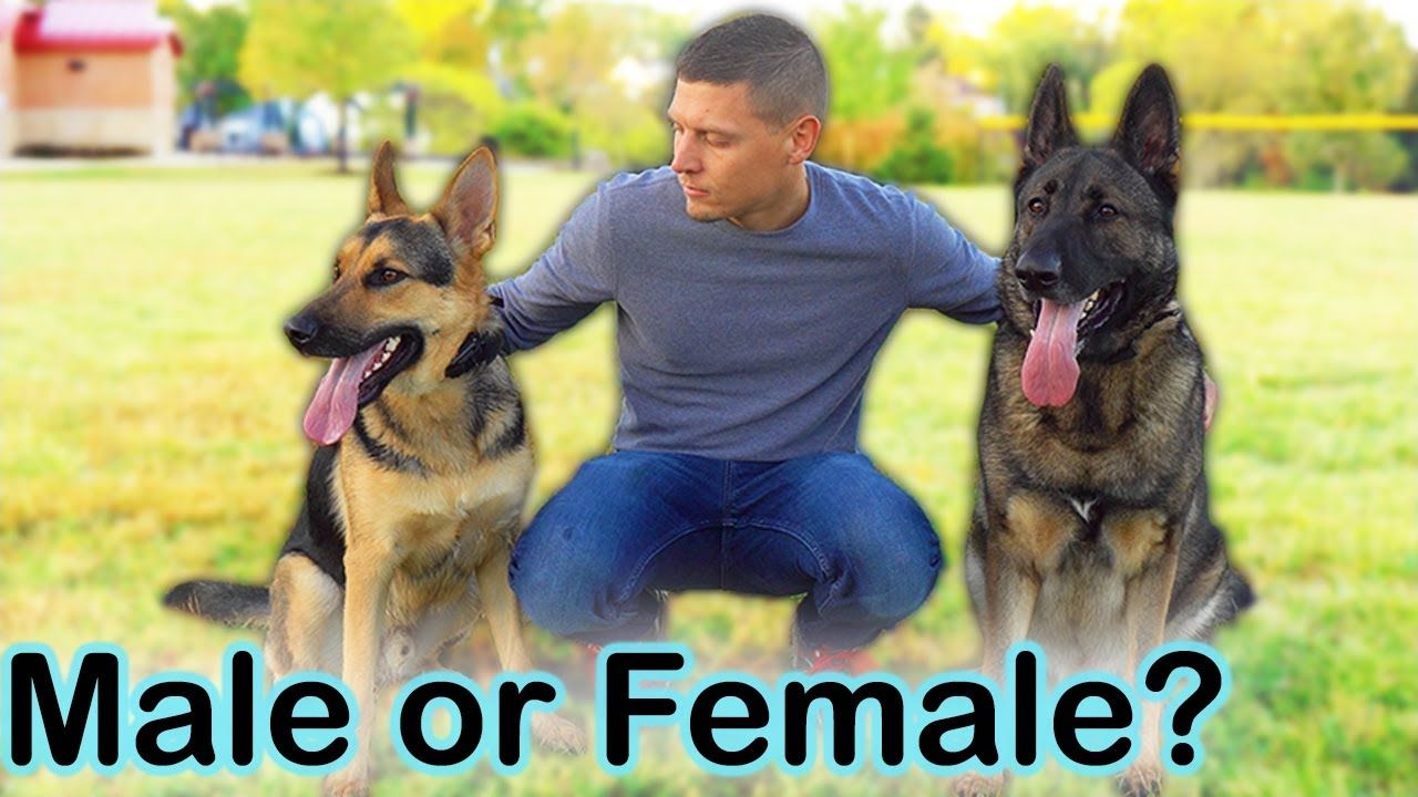 Male vs Female German Shepherd