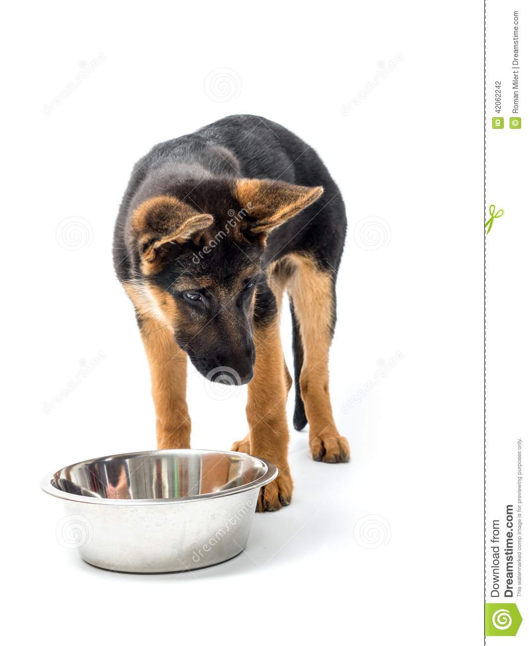 Meal time stock photo. Image of white, young, nutrition