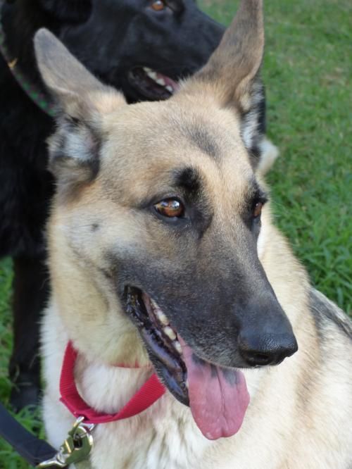 Meet Logan 4493, a Petfinder adoptable German Shepherd Dog ...