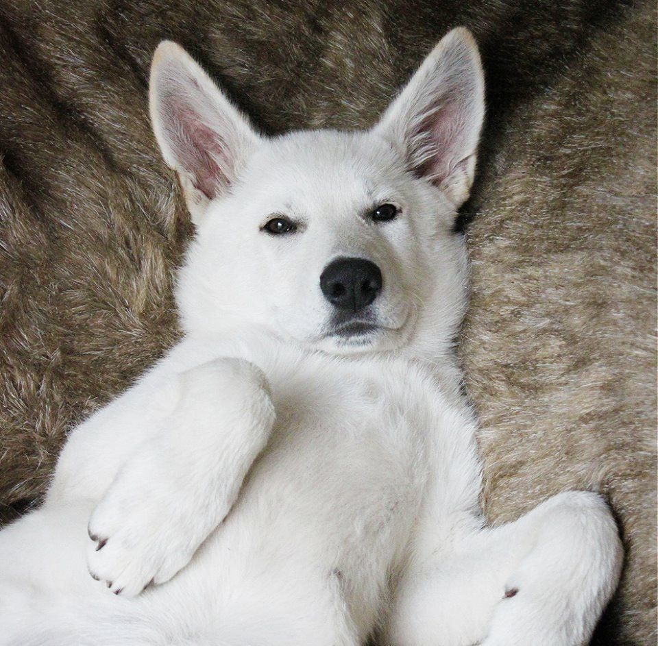 Meira, our White German Shepherd puppy 14 weeks