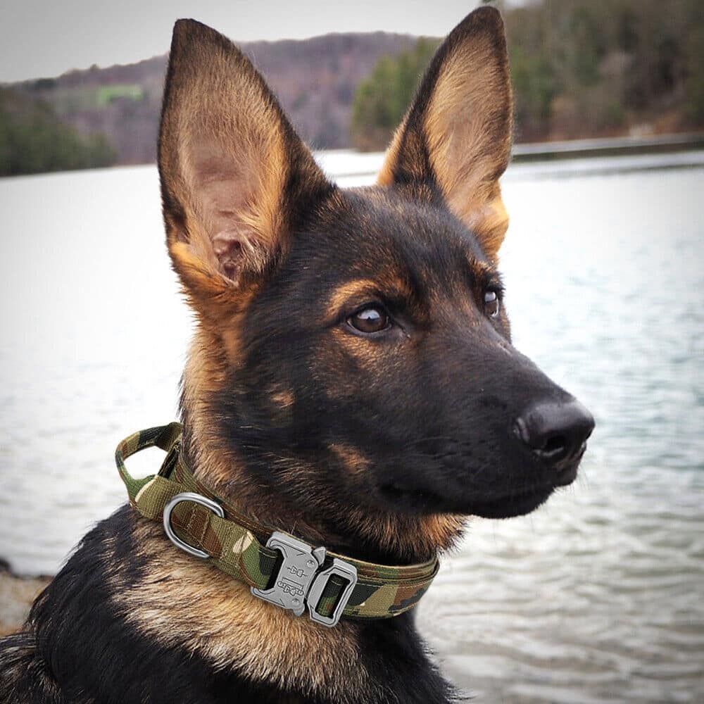 Military Tactical Dog Collar German Shepard Medium Large Dog Collar For ...