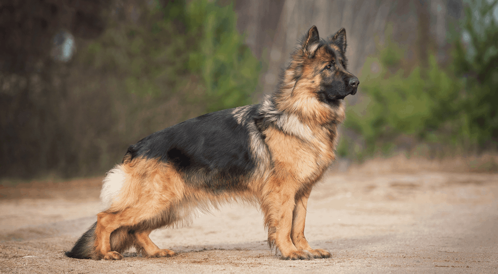 Mini German Shepherd [2021 Breed] Small Minature GSD Dog ...