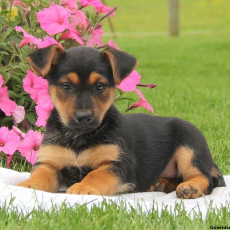 Miniature German Shepherd Puppies for Sale