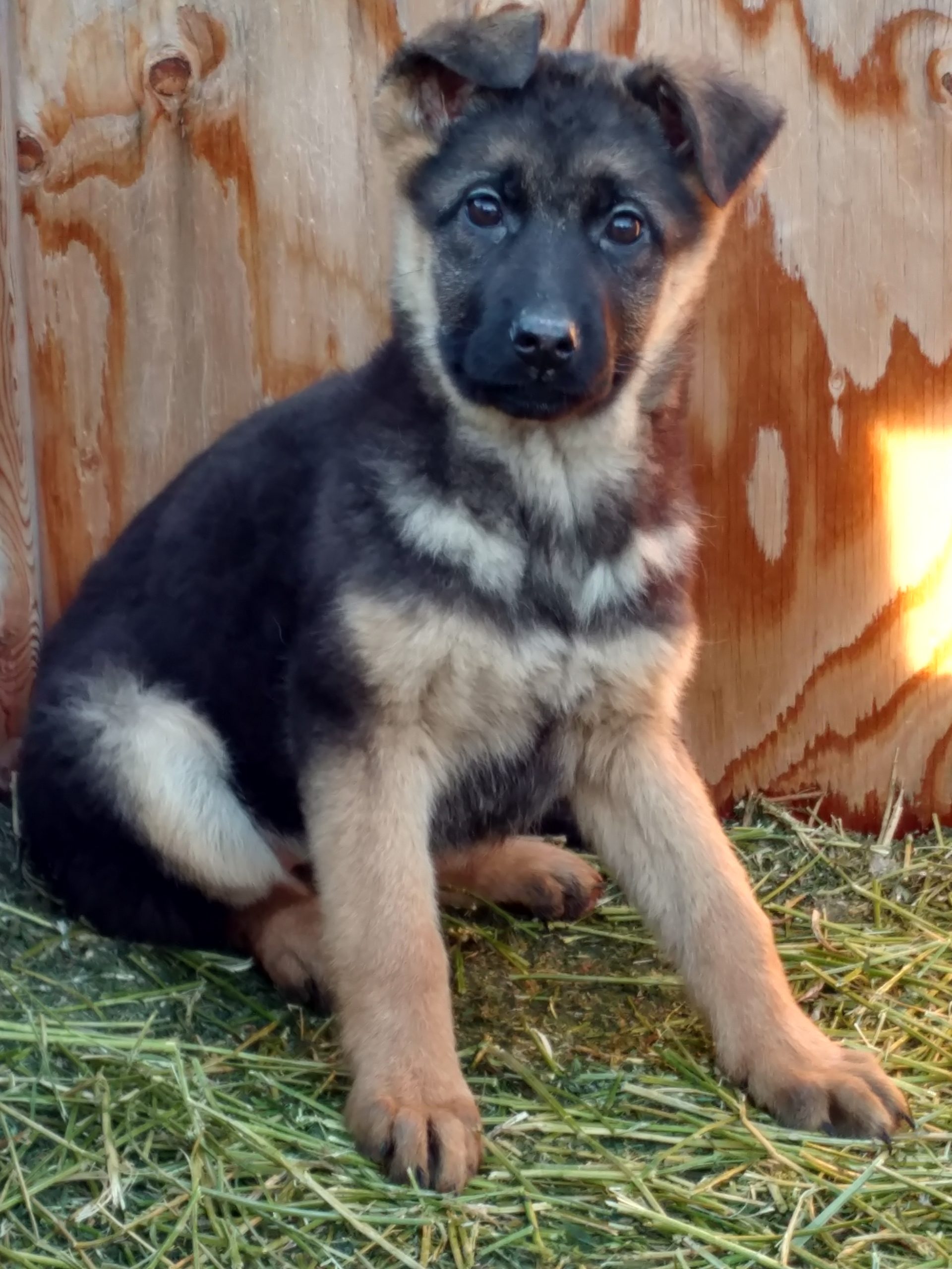 Montana German Shepherd Puppies For Sale