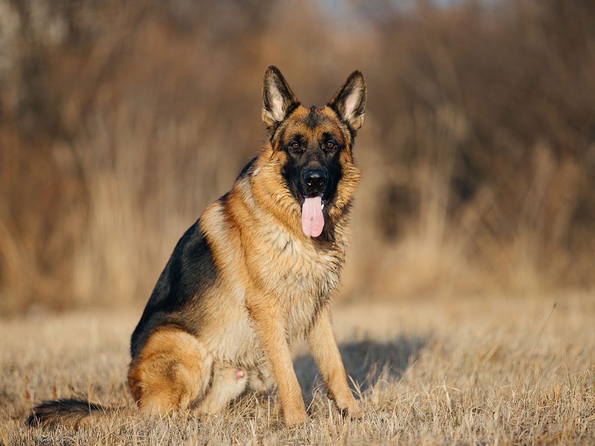 Most Popular Dog Breeds in Canada