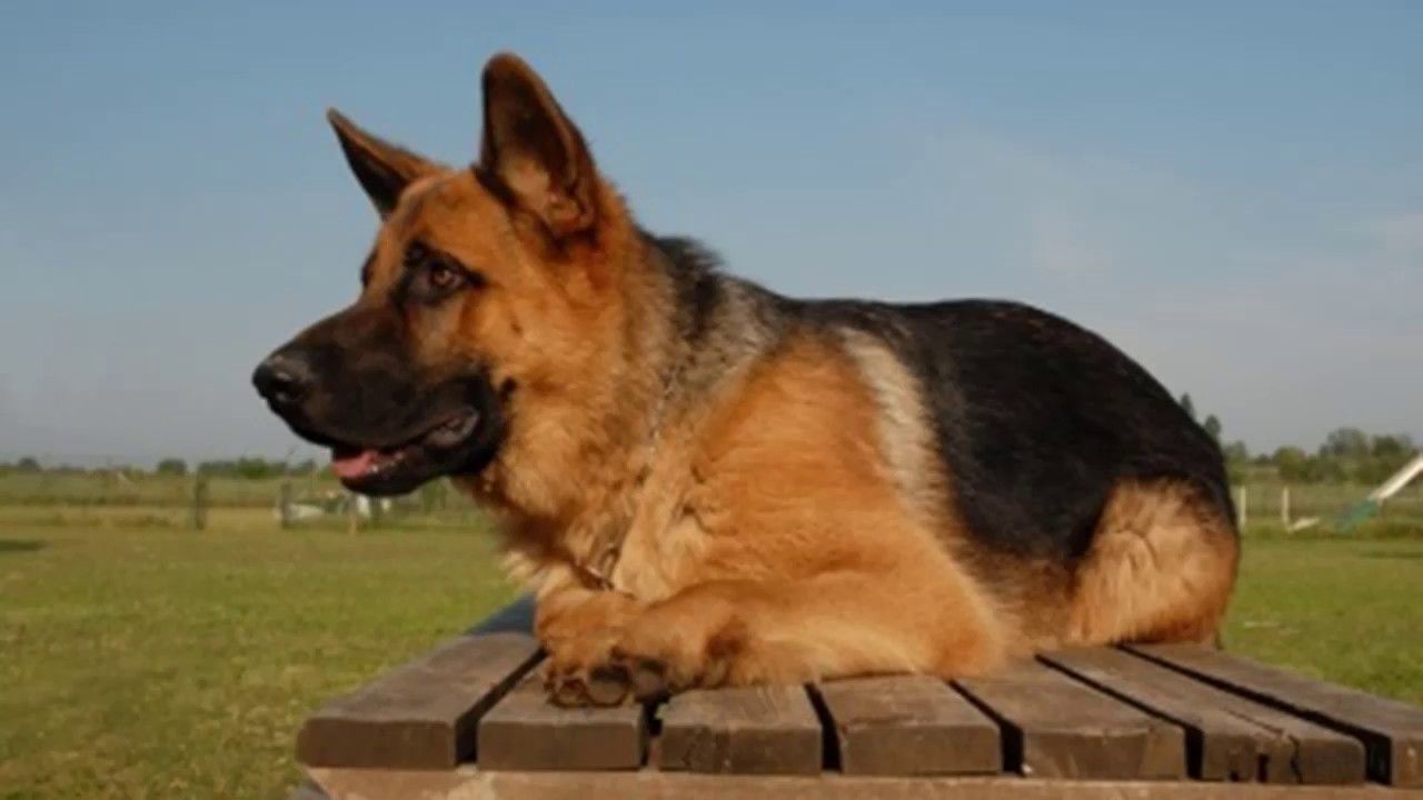 Most popular German Shepherd Dog