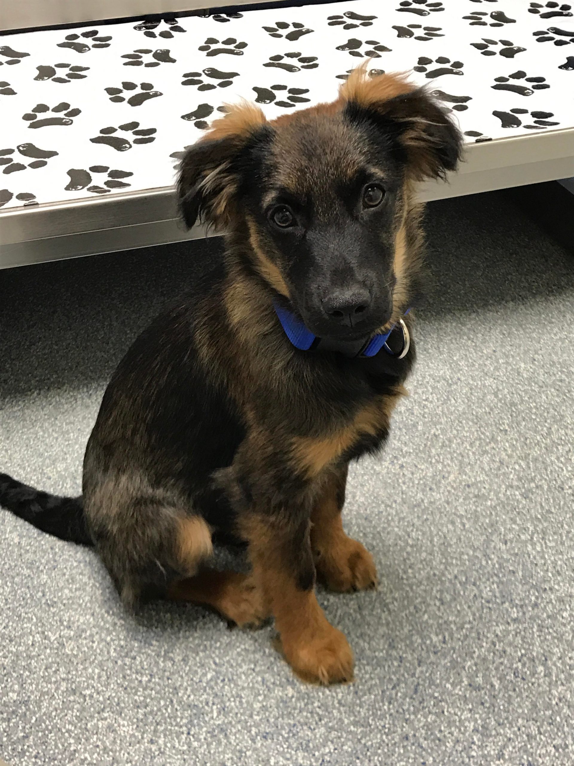 My 4 month old German shepherd putting on a brave face at ...